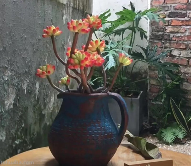 十种让人惊呆的高颜值多肉植物,第一种是多肉的颜值天花板 十种让人惊呆的高颜值多肉植物,第一种是多肉的颜值天花板