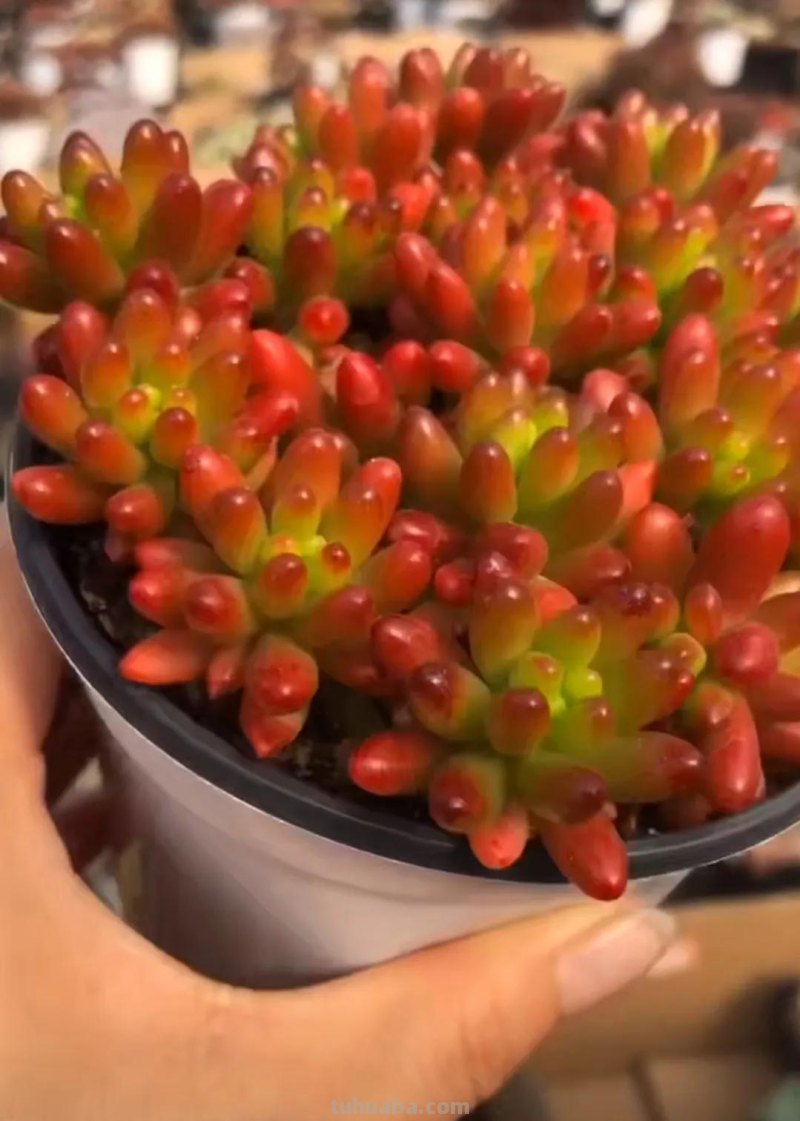 十种让人惊呆的高颜值多肉植物,第一种是多肉的颜值天花板 十种让人惊呆的高颜值多肉植物,第一种是多肉的颜值天花板