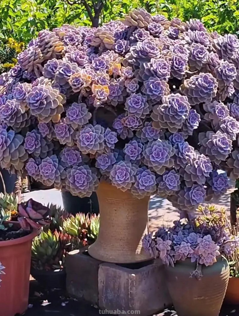 十种让人惊呆的高颜值多肉植物,第一种是多肉的颜值天花板 十种让人惊呆的高颜值多肉植物,第一种是多肉的颜值天花板
