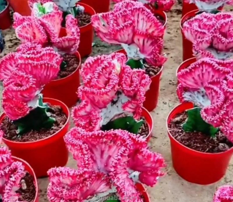 十种让人惊呆的高颜值多肉植物,第一种是多肉的颜值天花板 十种让人惊呆的高颜值多肉植物,第一种是多肉的颜值天花板