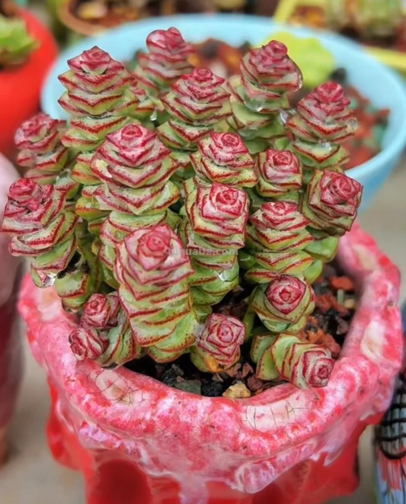 十种让人惊呆的高颜值多肉植物,第一种是多肉的颜值天花板 十种让人惊呆的高颜值多肉植物,第一种是多肉的颜值天花板