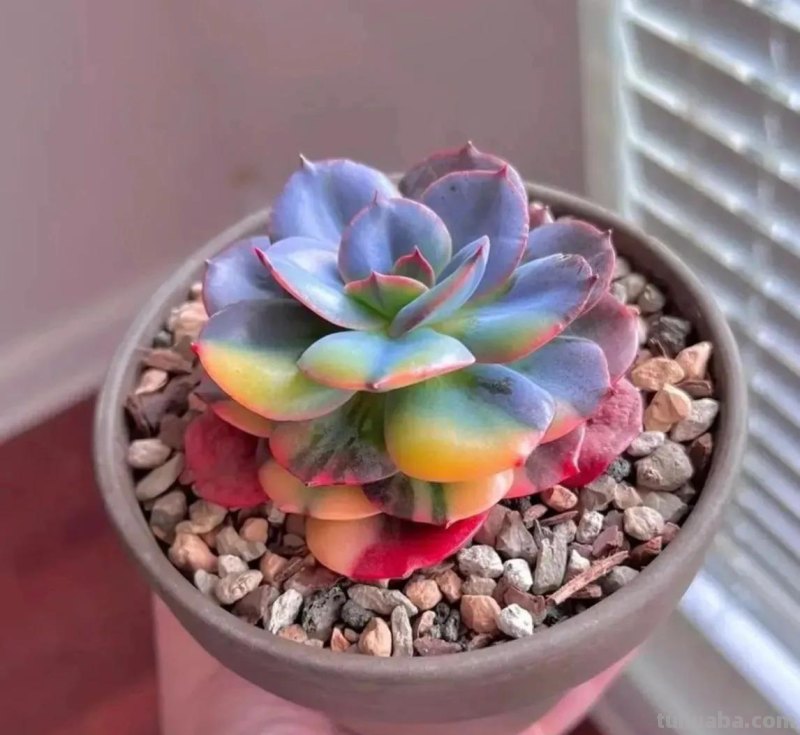 十种让人惊呆的高颜值多肉植物,第一种是多肉的颜值天花板 十种让人惊呆的高颜值多肉植物,第一种是多肉的颜值天花板