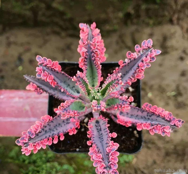 5种“爱爆崽”的多肉，种1棵长10棵，养起来成就满满