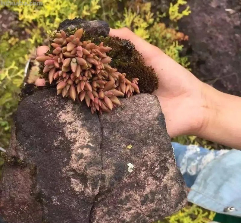 5种“爱爆崽”的多肉，种1棵长10棵，养起来成就满满