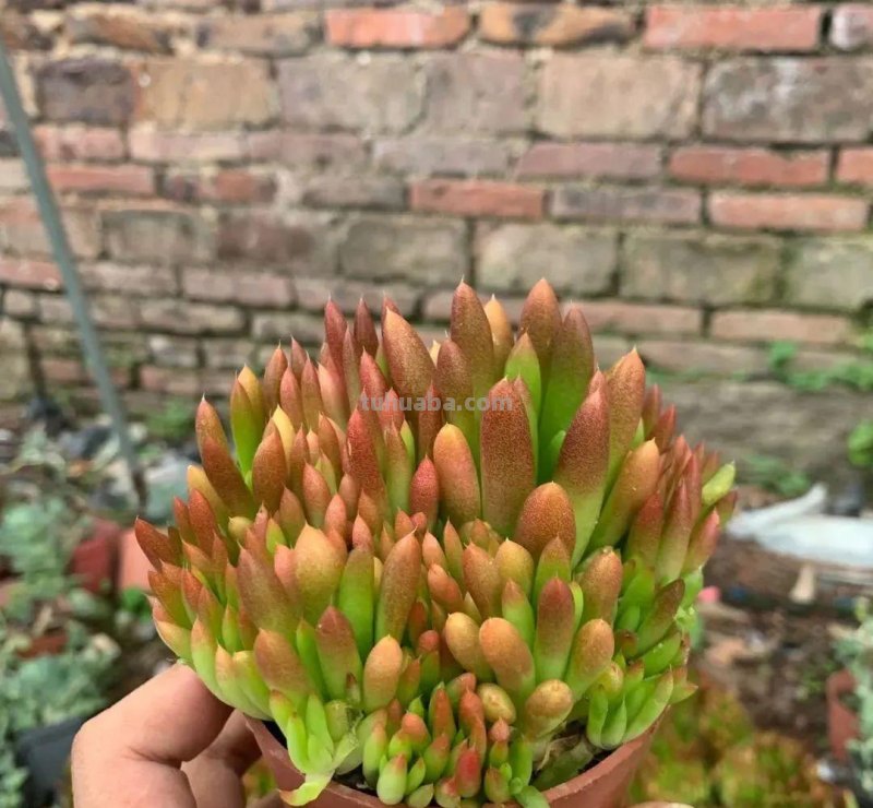 5种“爱爆崽”的多肉，种1棵长10棵，养起来成就满满