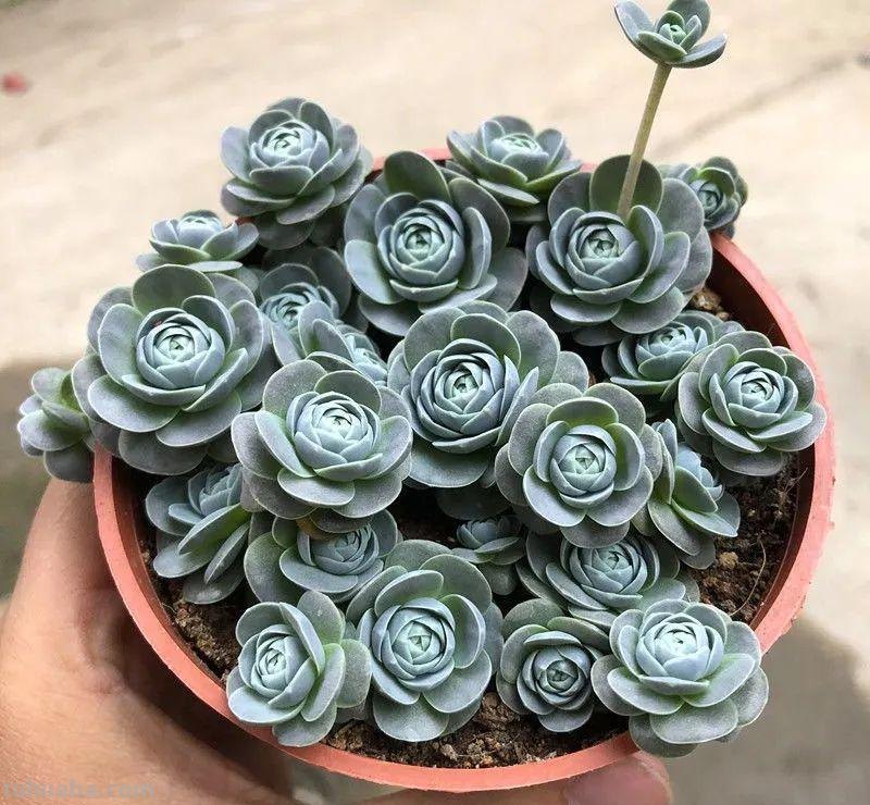 5种“爱爆崽”的多肉，种1棵长10棵，养起来成就满满