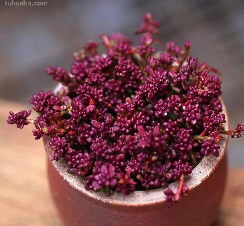 5种“爱爆崽”的多肉，种1棵长10棵，养起来成就满满