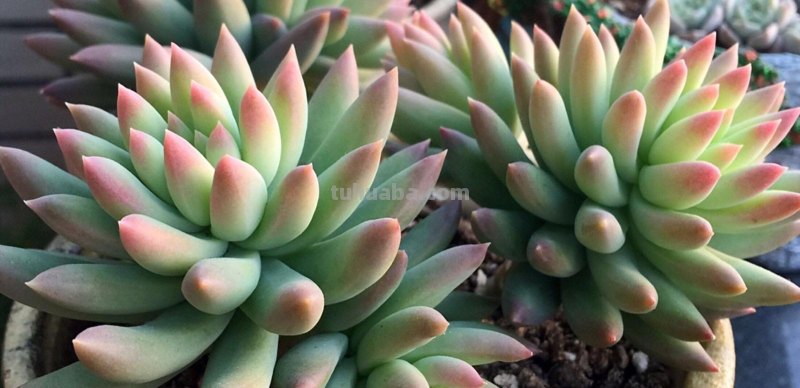 “3种”懒人多肉植物，平常不用管，照样长势旺，省心好养小崽多