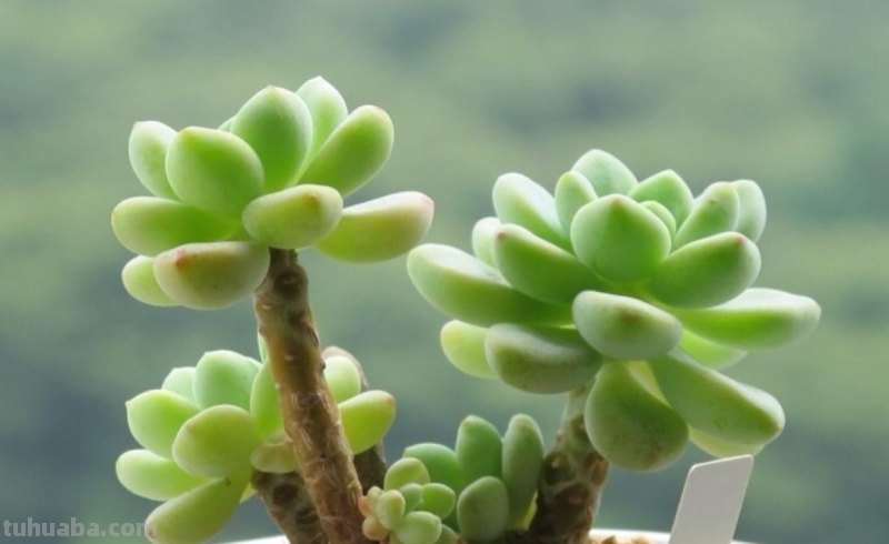 “3种”懒人多肉植物，平常不用管，照样长势旺，省心好养小崽多