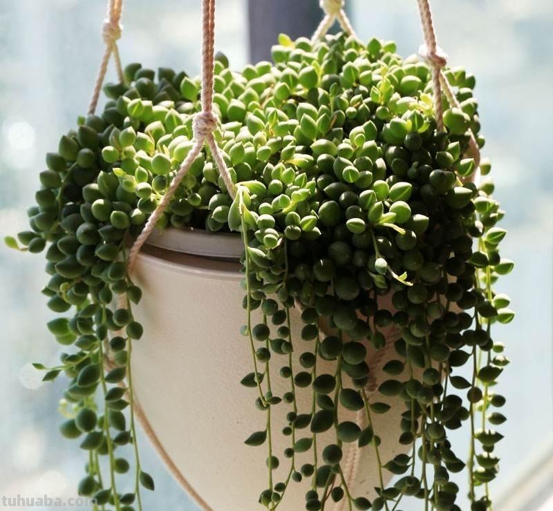 “3种”懒人多肉植物，平常不用管，照样长势旺，省心好养小崽多