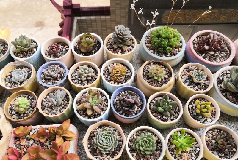 “3种”懒人多肉植物，平常不用管，照样长势旺，省心好养小崽多