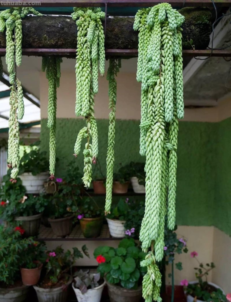 “3种”懒人多肉植物，平常不用管，照样长势旺，省心好养小崽多