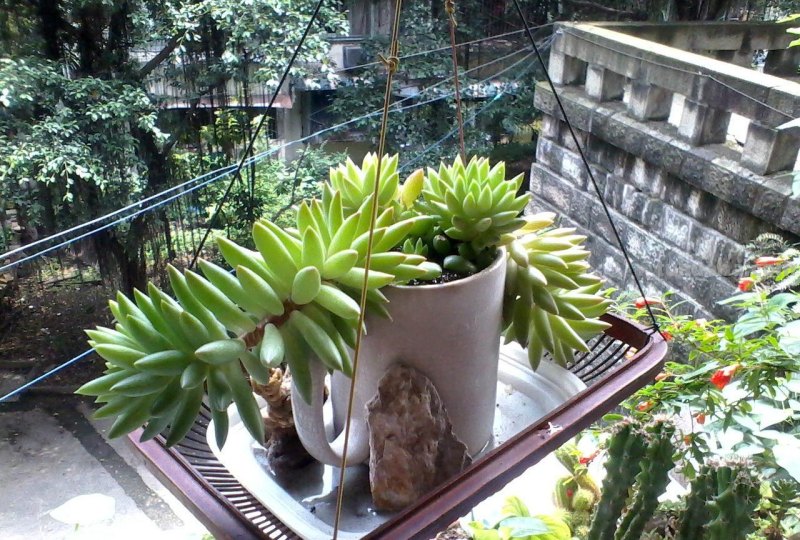 “3种”懒人多肉植物，平常不用管，照样长势旺，省心好养小崽多