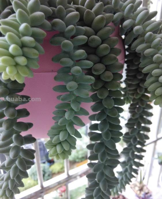 “3种”懒人多肉植物，平常不用管，照样长势旺，省心好养小崽多