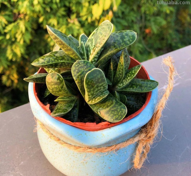 “3种”懒人多肉植物，平常不用管，照样长势旺，省心好养小崽多