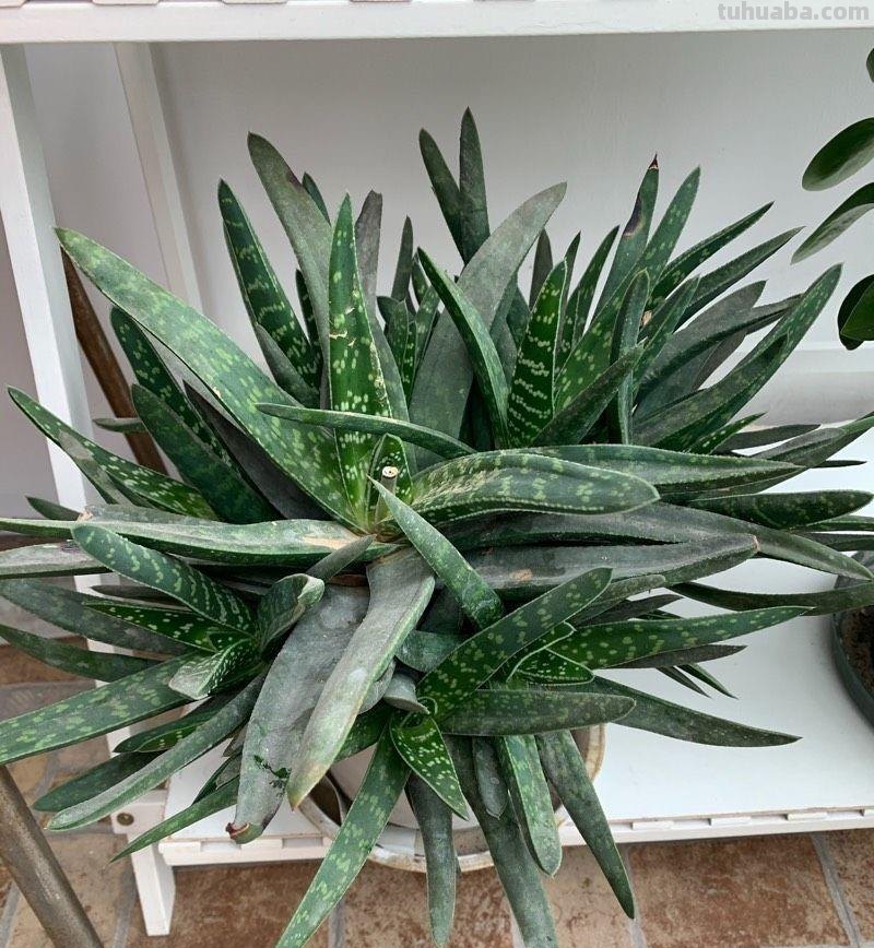 “3种”懒人多肉植物，平常不用管，照样长势旺，省心好养小崽多