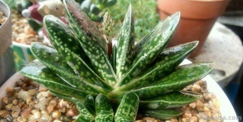 “3种”懒人多肉植物，平常不用管，照样长势旺，省心好养小崽多