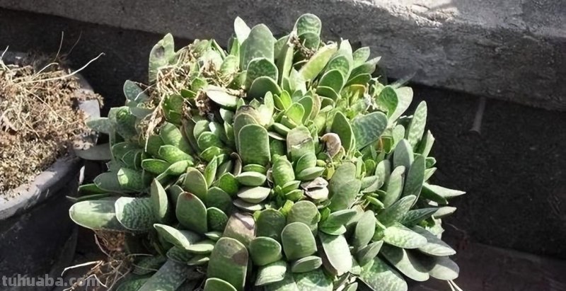 “3种”懒人多肉植物，平常不用管，照样长势旺，省心好养小崽多