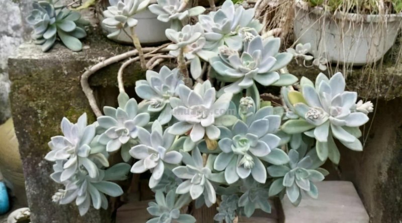 “3种”懒人多肉植物，平常不用管，照样长势旺，省心好养小崽多