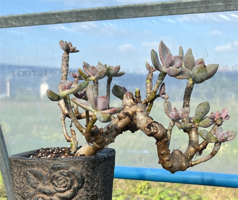 “3种”懒人多肉植物，平常不用管，照样长势旺，省心好养小崽多