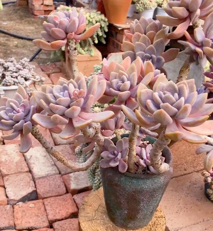 “3种”懒人多肉植物，平常不用管，照样长势旺，省心好养小崽多