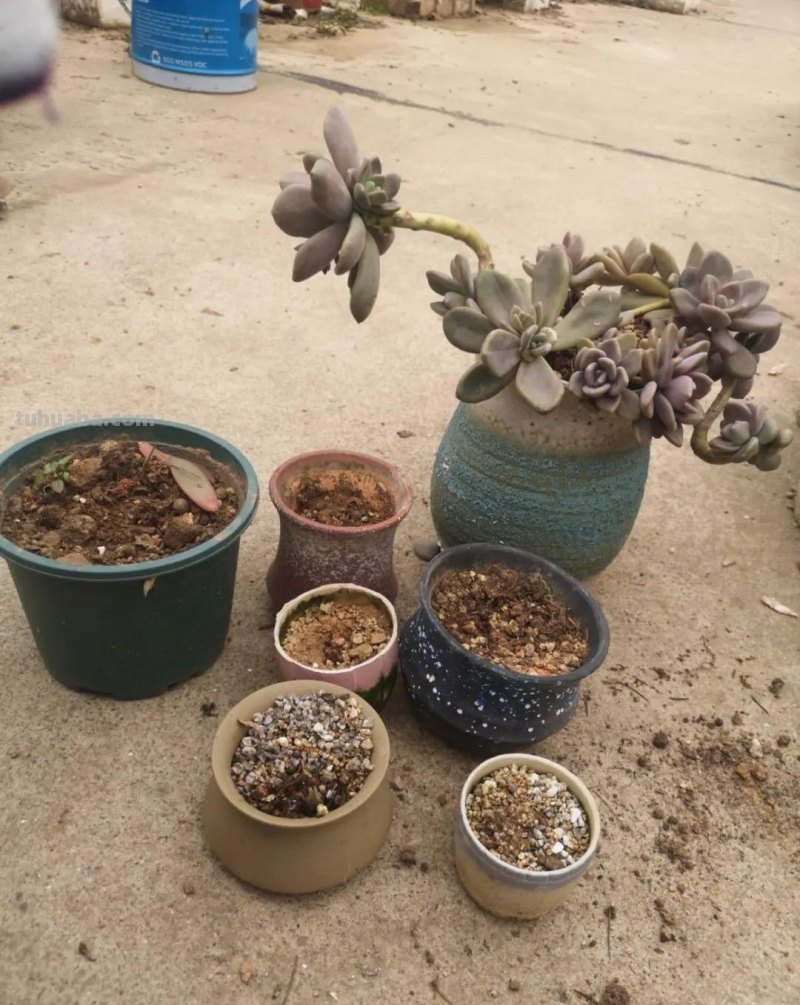 “3种”懒人多肉植物，平常不用管，照样长势旺，省心好养小崽多