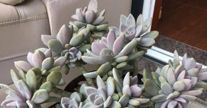 “3种”懒人多肉植物，平常不用管，照样长势旺，省心好养小崽多