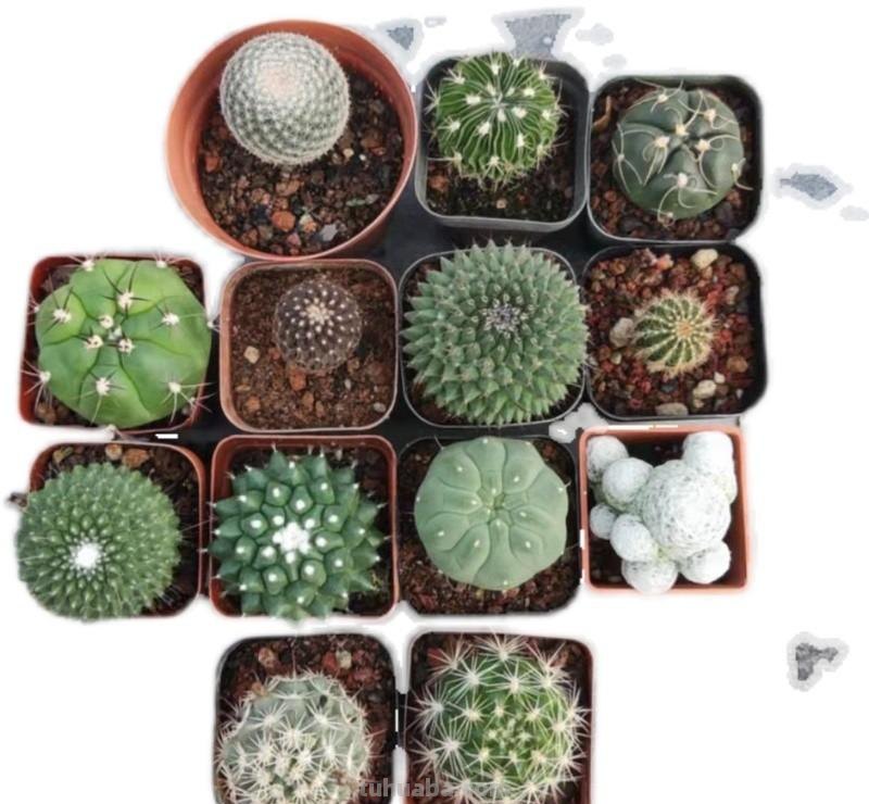 23种仙人掌的盆栽设计灵感