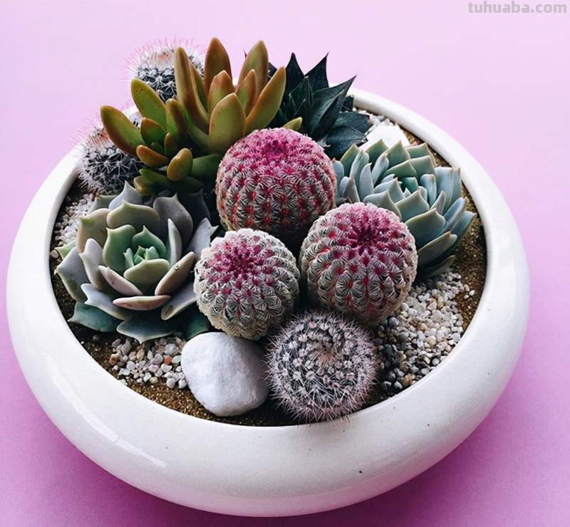 23种仙人掌的盆栽设计灵感