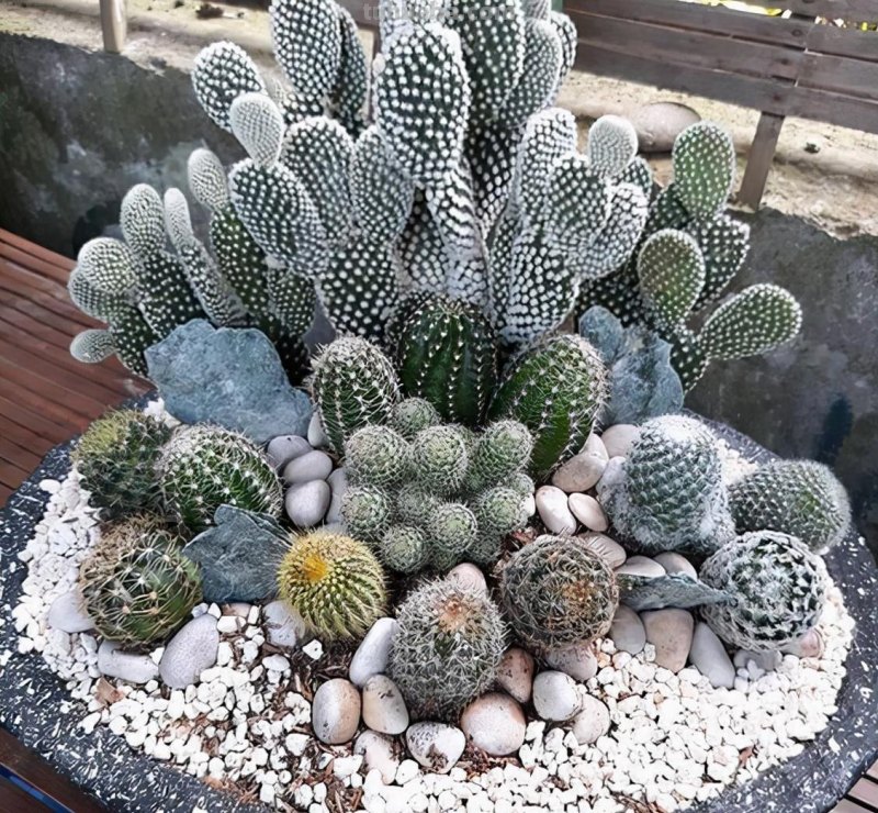 23种仙人掌的盆栽设计灵感