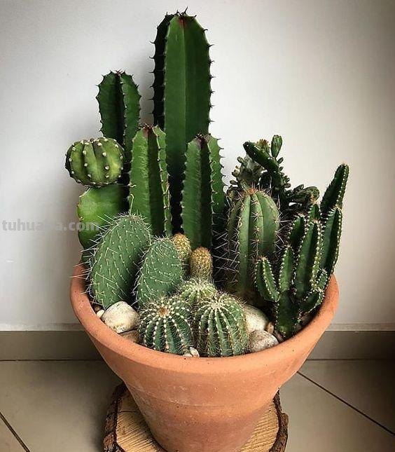 23种仙人掌的盆栽设计灵感