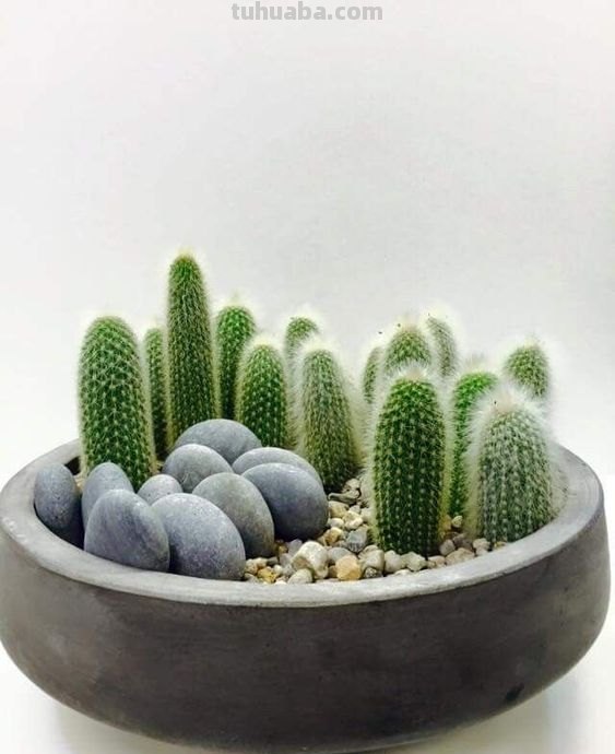 23种仙人掌的盆栽设计灵感