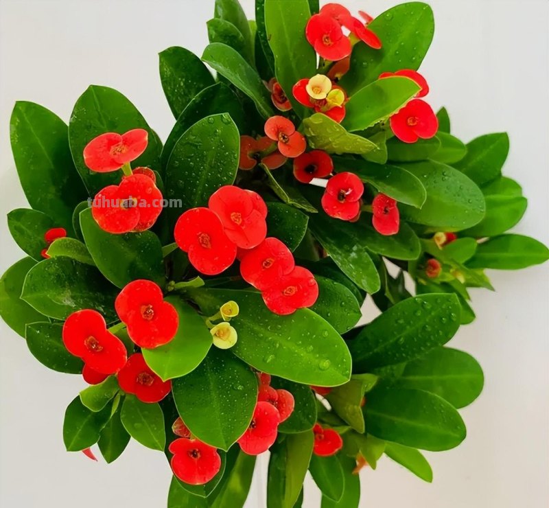 7种花“特娇艳”，比仙人掌更耐旱，半月不浇水，也开花不断