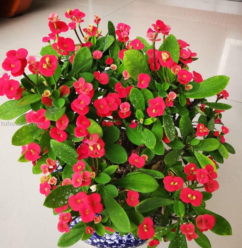 7种花“特娇艳”，比仙人掌更耐旱，半月不浇水，也开花不断