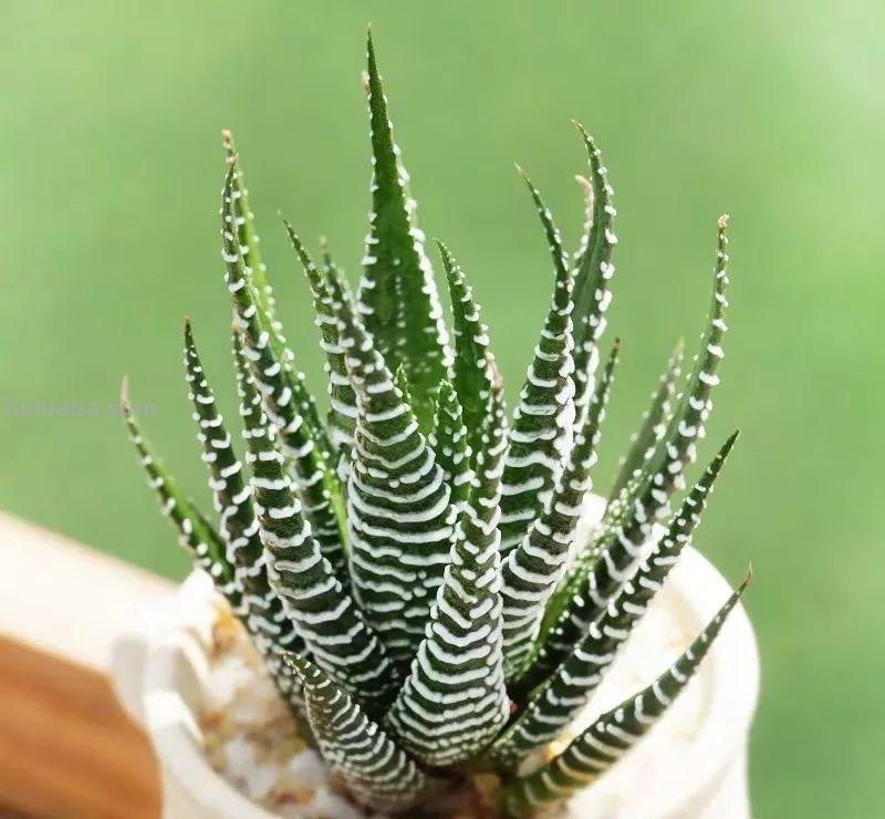 7种花“特娇艳”，比仙人掌更耐旱，半月不浇水，也开花不断
