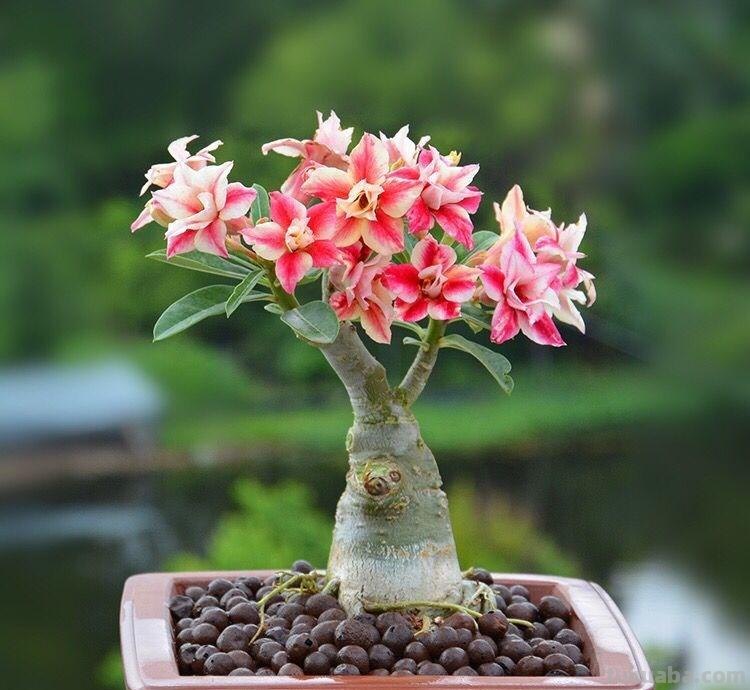 7种花“特娇艳”，比仙人掌更耐旱，半月不浇水，也开花不断