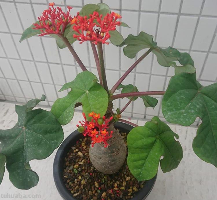 7种花“特娇艳”，比仙人掌更耐旱，半月不浇水，也开花不断