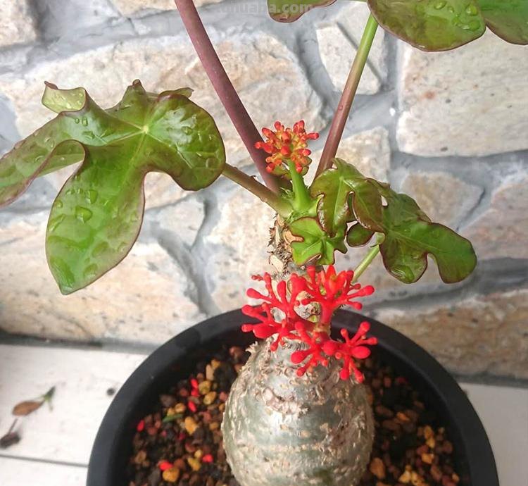 7种花“特娇艳”，比仙人掌更耐旱，半月不浇水，也开花不断