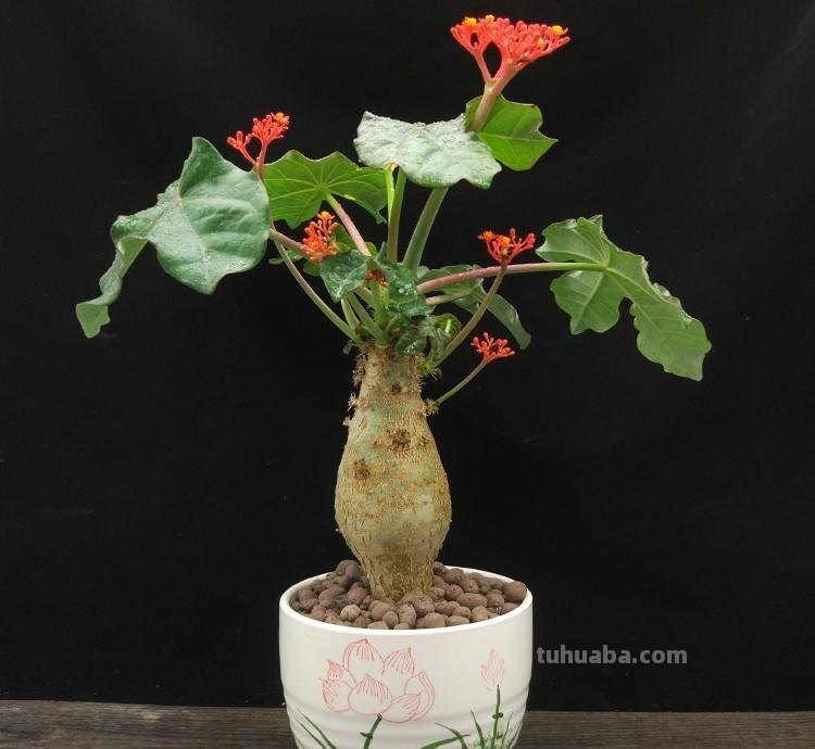 7种花“特娇艳”，比仙人掌更耐旱，半月不浇水，也开花不断