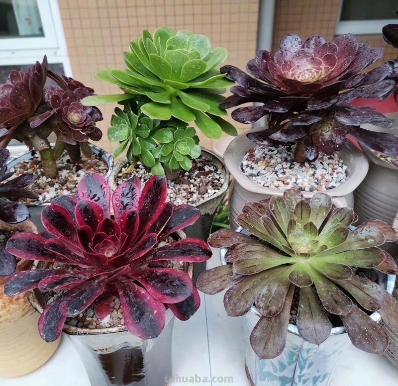 7种花“特娇艳”，比仙人掌更耐旱，半月不浇水，也开花不断