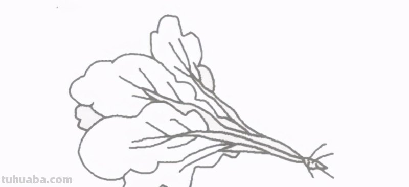 蔬菜怎么画？喜欢的小朋友，跟着一起来看看简笔画青菜怎么画吧