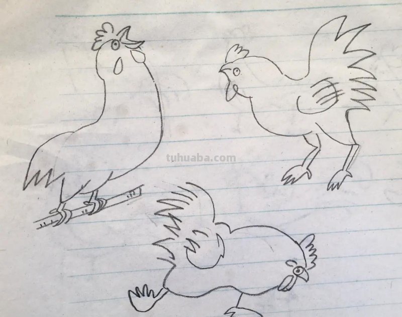 家禽鸡的简笔画