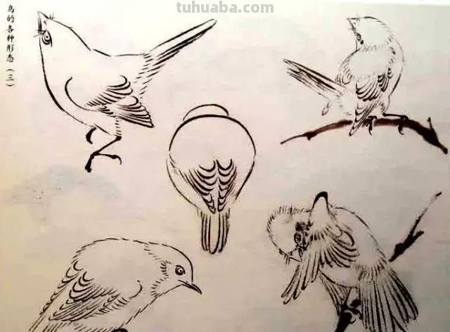 书画鉴赏丨 江寒汀课徒画稿：教你画各类禽鸟