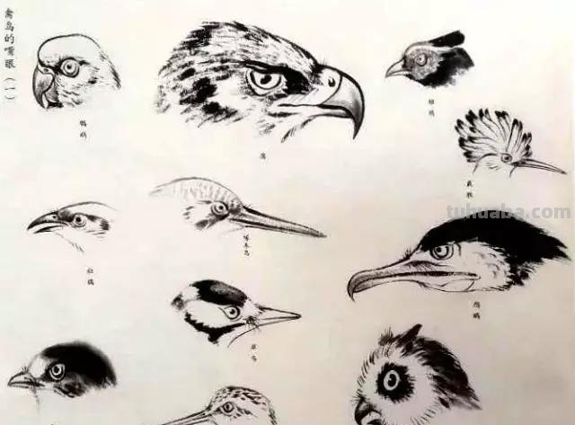 书画鉴赏丨 江寒汀课徒画稿：教你画各类禽鸟