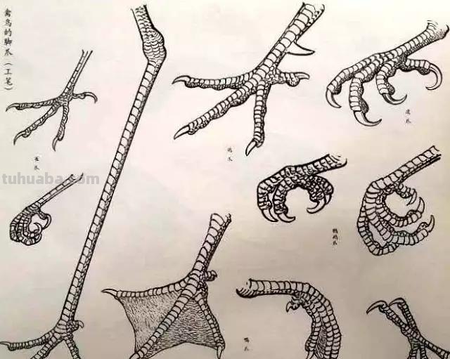 书画鉴赏丨 江寒汀课徒画稿：教你画各类禽鸟