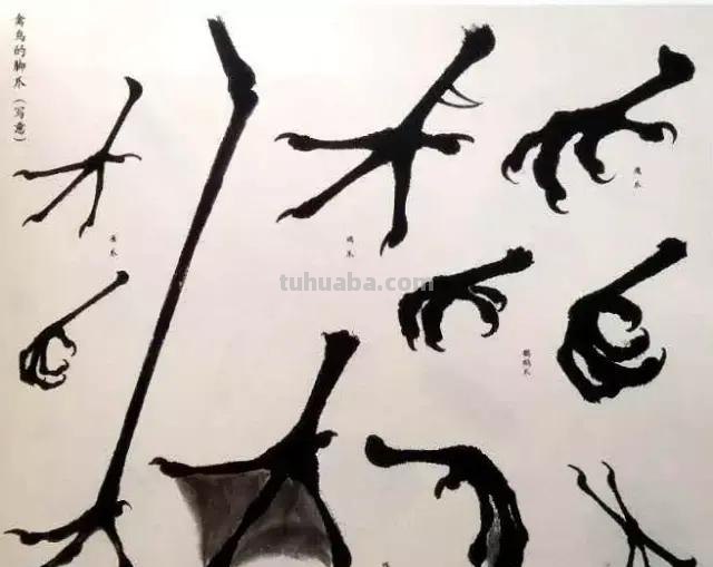 书画鉴赏丨 江寒汀课徒画稿：教你画各类禽鸟