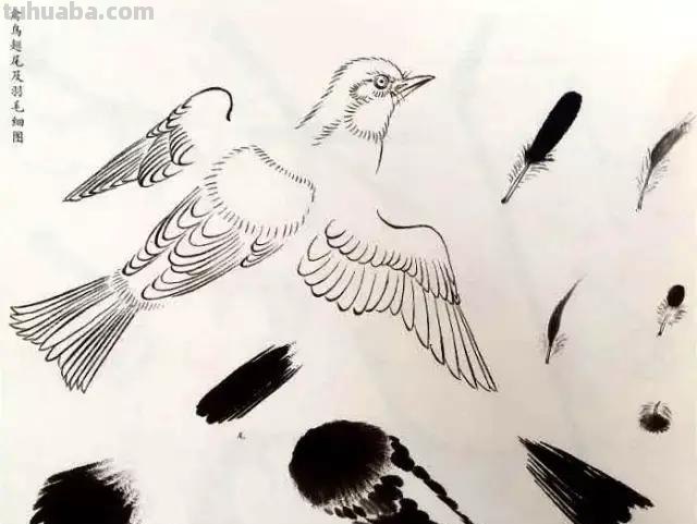 书画鉴赏丨 江寒汀课徒画稿：教你画各类禽鸟