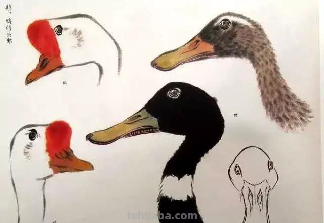 书画鉴赏丨 江寒汀课徒画稿：教你画各类禽鸟