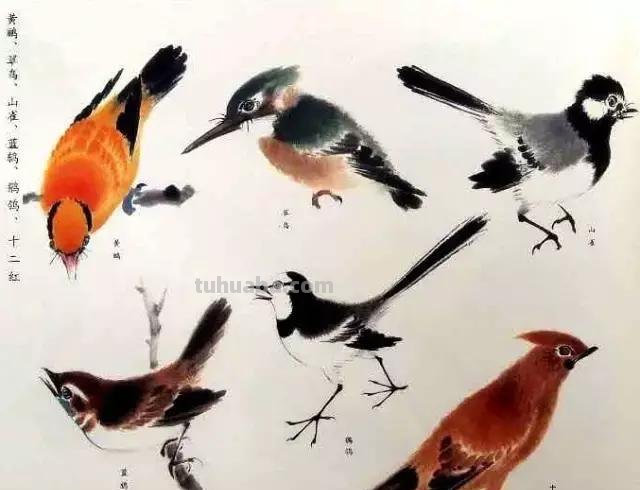书画鉴赏丨 江寒汀课徒画稿：教你画各类禽鸟