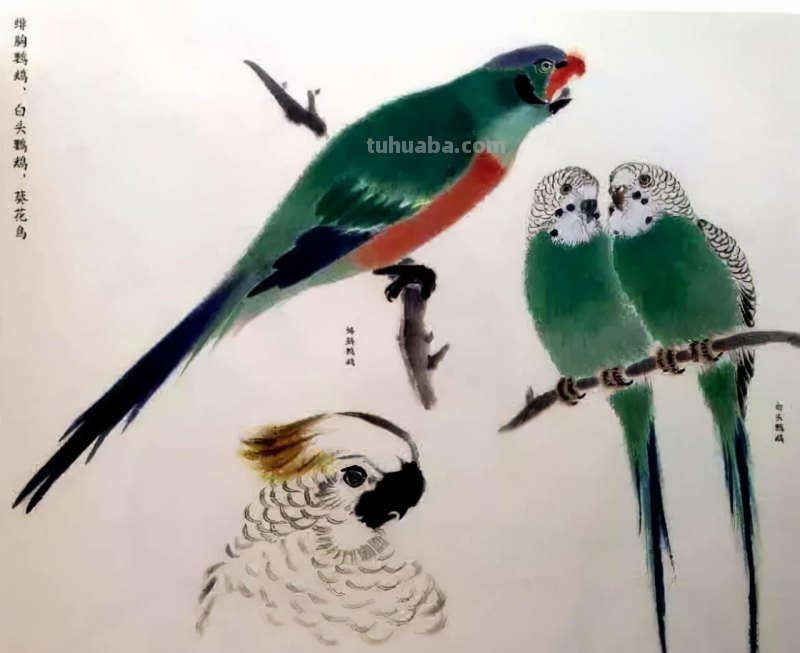 书画鉴赏丨 江寒汀课徒画稿：教你画各类禽鸟
